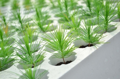 Кассета для саженцев хвойных культур КХ-74