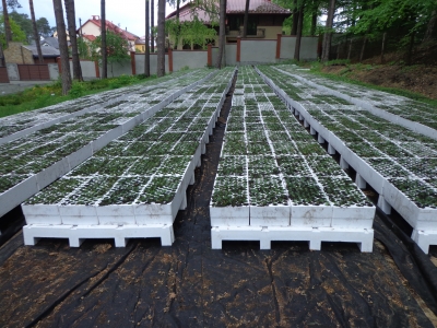 Касета для саджанців листяних культур КЛ-53